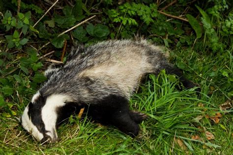 Petition End The Badger Cull Instead Of Expanding It To New Areas