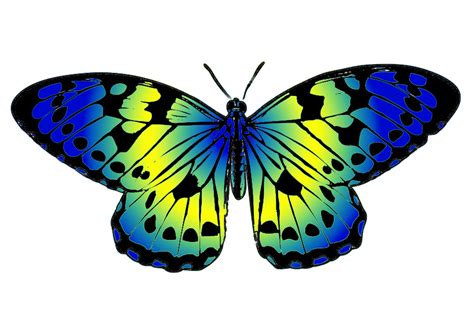 Butterfly Clipart