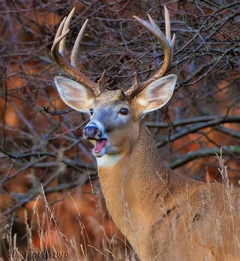 30 Best Gorgeous Deer Images On Pinterest Deer Funny