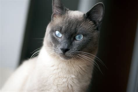 Породы Кошек С Голубые Глаза Фотографиями Telegraph