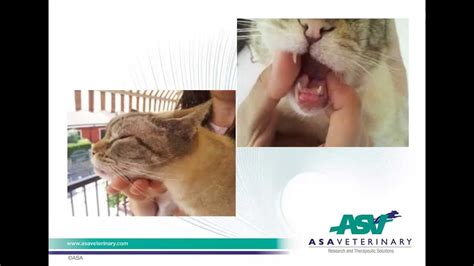 Mls® Laser Therapy For Eosinophilic Granuloma In A Cat Youtube