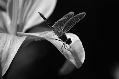 Dragonfly Black And White Photography Black And White Photography