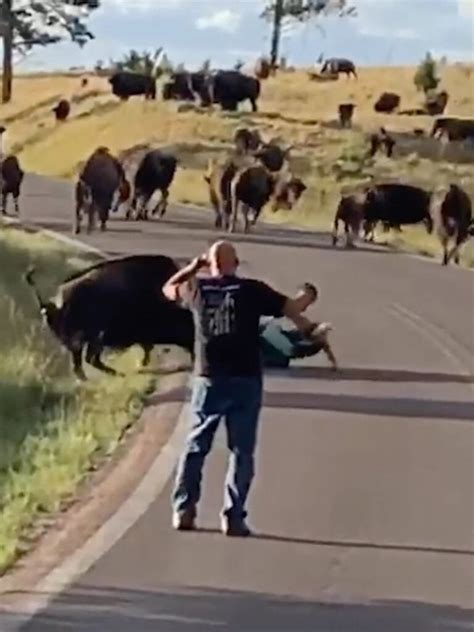 Bison Rips Off Womans Pants In Horrifying Attack Caught On Video The