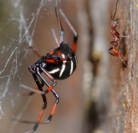 The Northern Black Widow Spider Has Moved Into Quebec — But Dont Panic