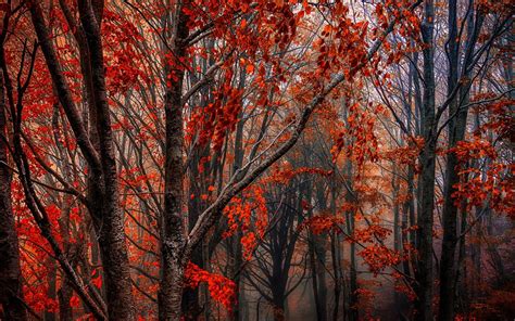 Download Wallpaper 1440x900 Autumn Forest Trees Red Leaves Fog Hd