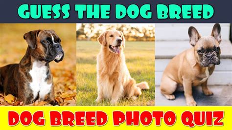 Guess The Dog Breeds Quiz Youtube