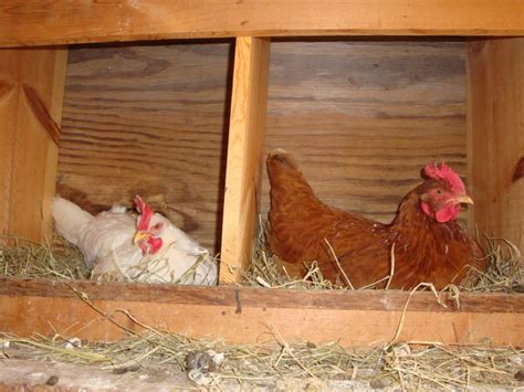 6 Considerations For Building Chicken Coop Nesting Boxes The Poultry