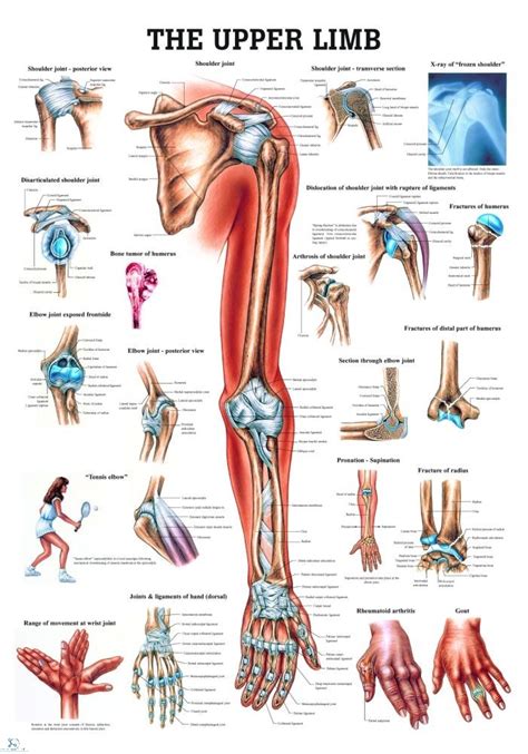 Several ligaments attach your upper arm bone, or humerus ligaments are important fibrous body tissues that connect bones this will strengthen the ligaments and muscles in your back and upper legs. Joints of the Upper Limb: Anatomy,Movement & Ligament ...