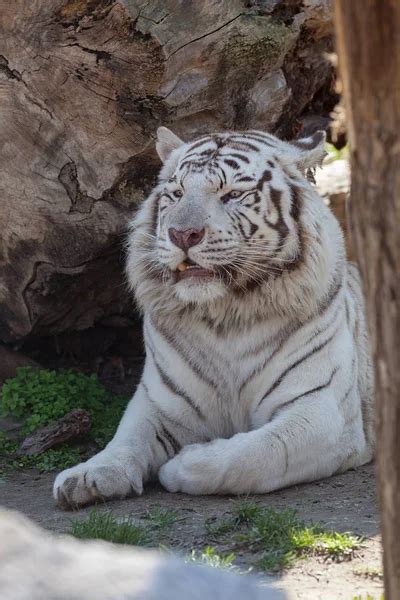 Beautiful White Tiger Zoo Note Shallow Depth Field Stock Photo By