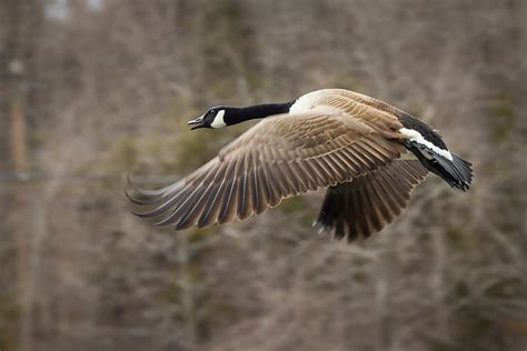 Canada Goose Flying Photograph By Dancasan Photography Fine Art America