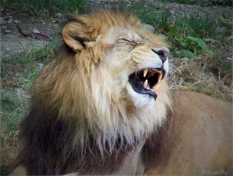 Le Lion De L Atlas Lyon - LE LION DE L'ATLAS. - ANIMAUX ET PORTRAITS Alpha Bêtes & Humour