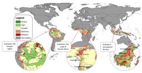 Mapping The Global Palm Oil Boom Nexus