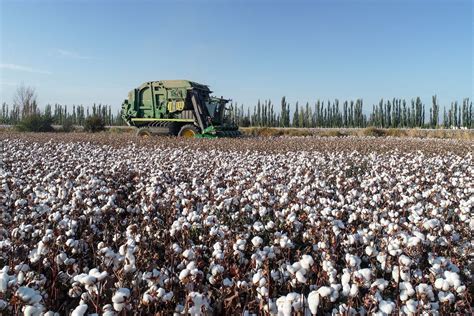 Coercion in Xinjiang's Cotton Fields | Victims of Communism