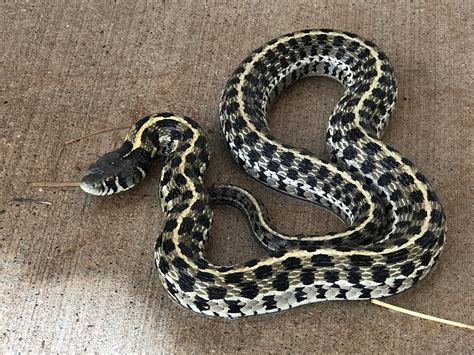Great Example Of A Checkered Garter Snake Abilene Tx Rwhatsthissnake