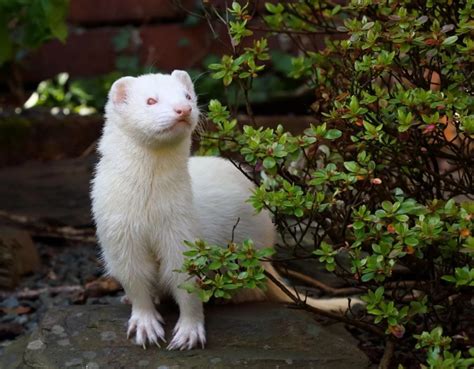 Stunning Photos Of Rare Albino Animals