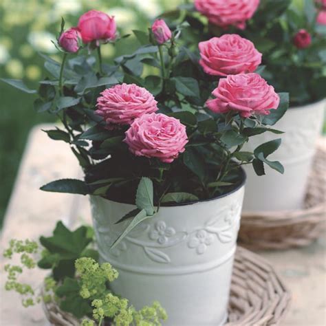 Miniature Rose Indoors Rosa Hybrid My Garden Life