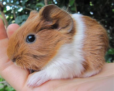 Find the reason of shedding. All Things Guinea Pig: Rafia's Babies