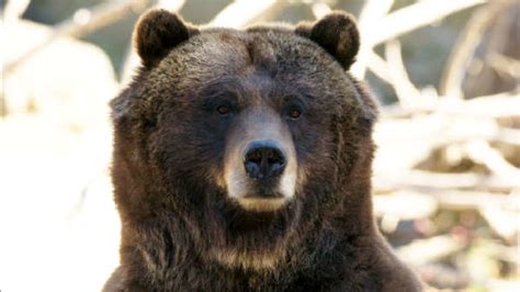 Bronx Zoo Bears Betty And Veronica Coming To Central Park Zoo In