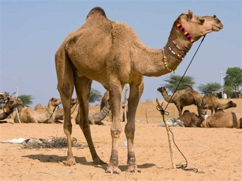 Alpacas Sonnies Edge Camel Animal Desert Life Rajasthan India