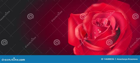 Red Rose Banner Royalty Free Stock Image Image 14688836