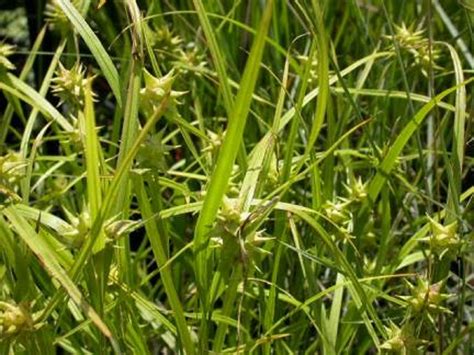 Carex Grayi Mellow Marsh Farm