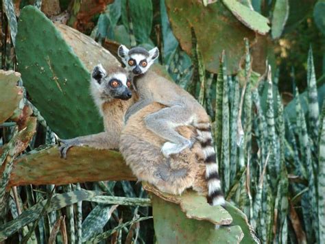 Berenty Spiny Forest And Dancing Lemur Encounter Madagascar