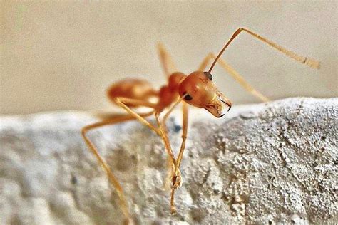 Blog The Best Way To Deal With South Carolina Fire Ants