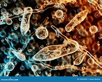 Protozoa, Infusoria Under a Microscope Stock Illustration ...