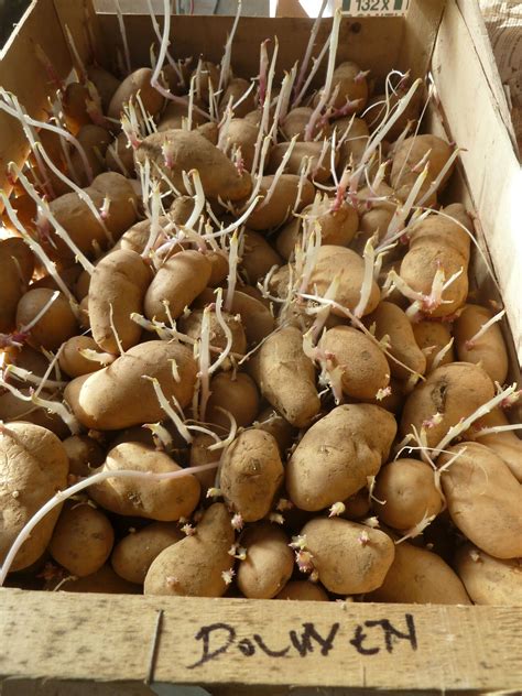 Que Faire Avec Des Patates Germées