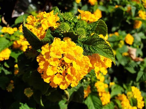 Yellow Flowers Of Lantana Camara Stock Photo Image Of Lantana