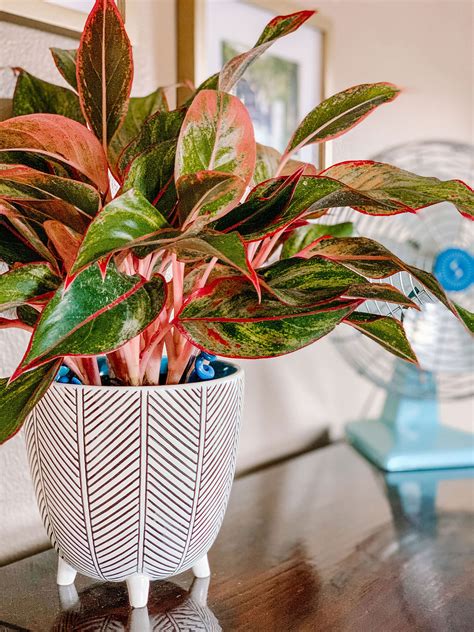 Beginners Guide To The Chinese Evergreen — The Green Mad House