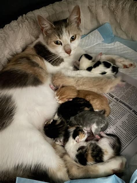 We Recently Adopted A Pregnant Stray Cat And She Just Gave Birth To 6