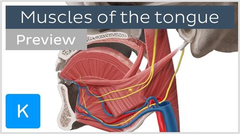 Muscles Of The Tongue Preview Human Anatomy Kenhub Muscle