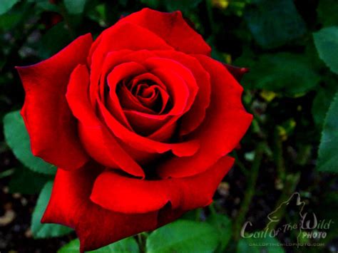 Free Red Rose Download Free Red Rose Png Images Free Cliparts On