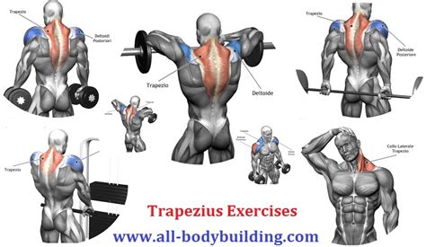 Exercises For Trapezius Muscle