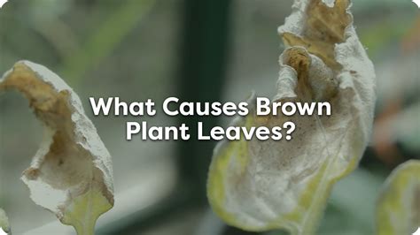 What Causes Brown Leaves On Plants Youtube