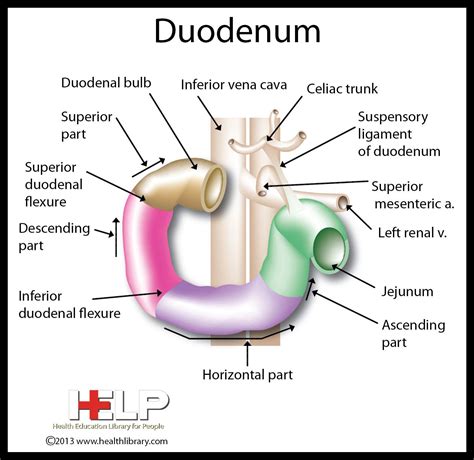 Duodenum Digestive System Anatomy Anatomy Medical Careers