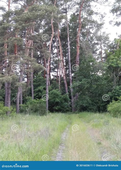 Pine Forest Tall Tree Trunks Light And Shadow Stock Image Image Of