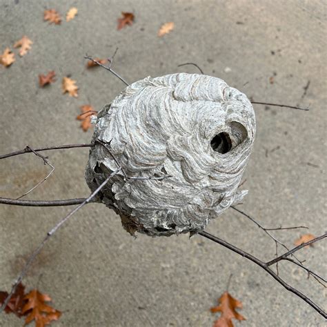 Wasp Nest Paper Nest Bee Hive Hornet Nest Taxidermy Aerial Nest