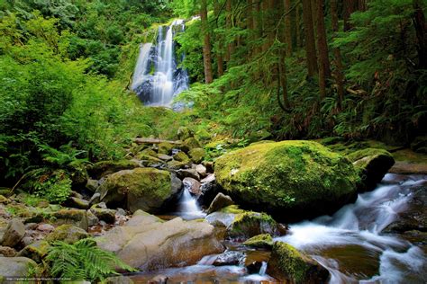 Descargar Gratis Bosque Pequeño Río Cascada Piedras Fondos De