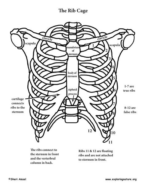 The rib cage is made up of 12 pairs of ribs, 12 thoracic vertebrae, and the sternum. Rib cage diagram | Healthiack