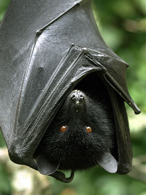 Livingstones Fruit Bat Fruit Bat Bat Species Bat