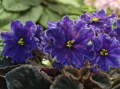 In the rgb color model #b284be is comprised of 69.8% red, 51.76% green and 74.51% blue. 20 Different African Violet Varieties (Photos) | African ...