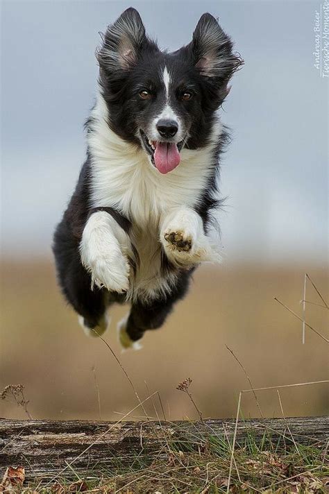 99 Border Collie Breeding Age L2sanpiero