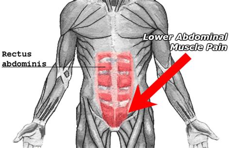 Diagram Lower Ab Muscle Diagram Mydiagram Online