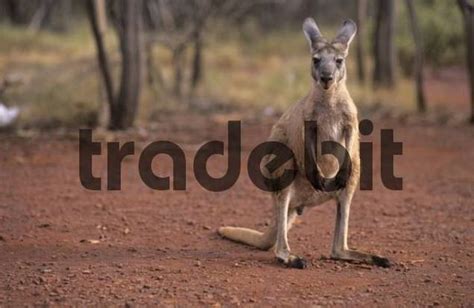 Giant Red Kangaroo Sitting In The Forest Karijini National Park H