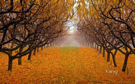 Orchard Wallpapers Top Free Orchard Backgrounds Wallpaperaccess