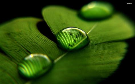 Cute Water Drops Leaf Wallpaper Live Wallpaper Hd Green Nature