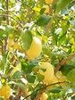 Download free photo of Lemon,limone,lemon tree,citrus × limon,citrus ...