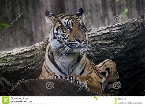 Portrait Of Sumatran Tiger Stock Image Image Of Striped Prey 121775417